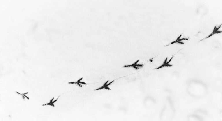 Commonsense Clues: A Defense of Longtermism