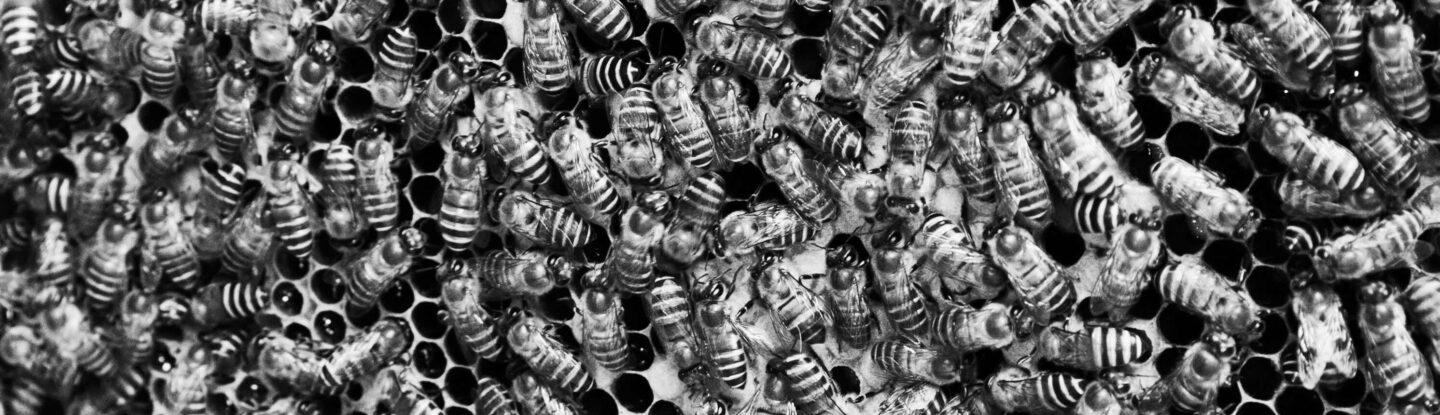 A Brief History of Accelerationism A Brief History of Accelerationism